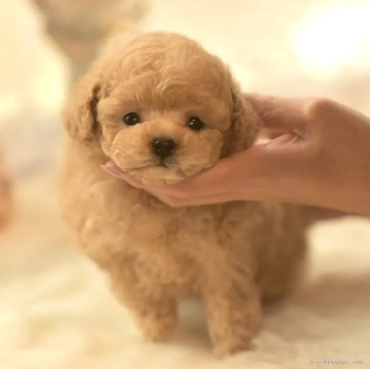 ID:2212-03527の子犬