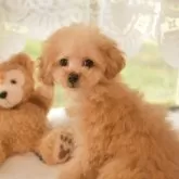 ティーカッププードル【山梨県・女の子・2024年1月2日・アプリコット】の写真1