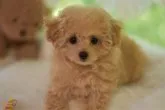 タイニープードル【山梨県・女の子・2023年5月14日・アプリコット】の写真4「8/2撮影」