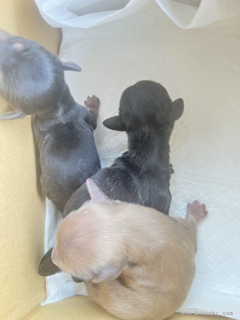 橋本淳史ブリーダーのブログ：9/6生まれ 犬舎1？小さなお母さんからカニンヘンスムース誕生しました