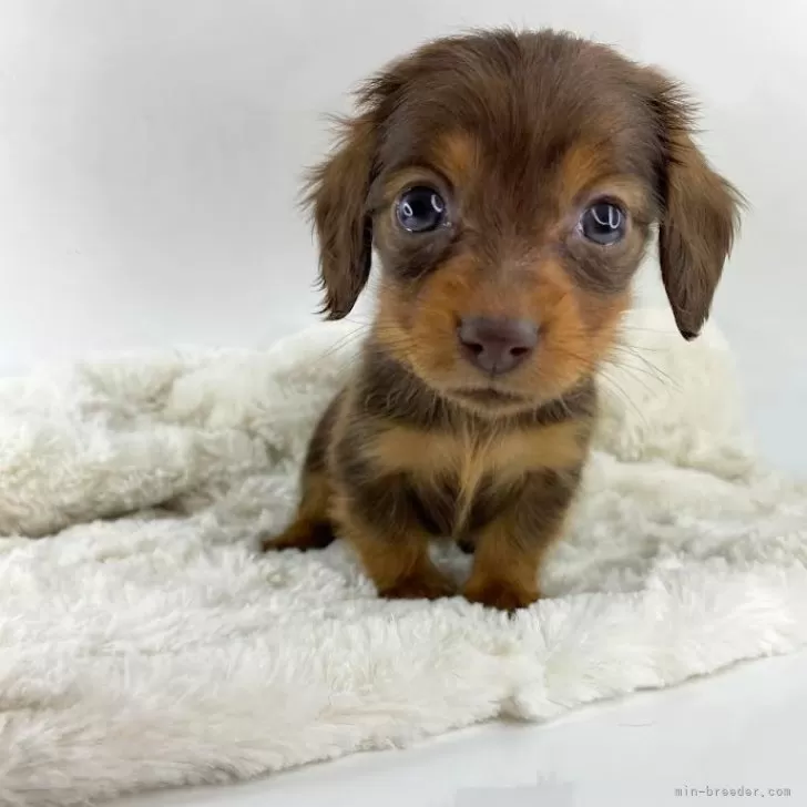 ID：2411-07484の子犬