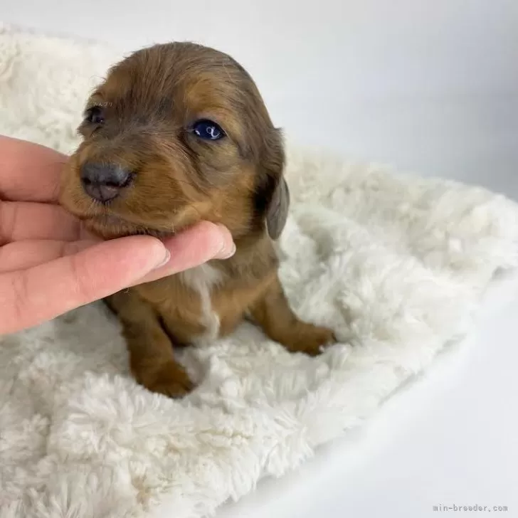 ID:2412-06943の子犬