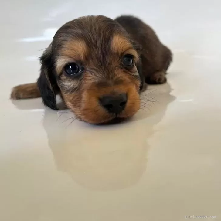 ID：2503-01172の子犬