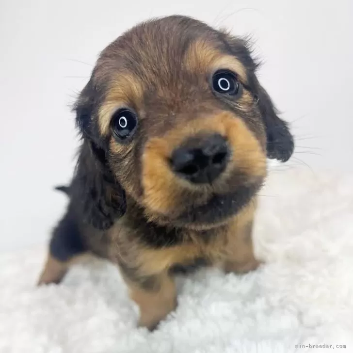 ID：2403-01436の子犬