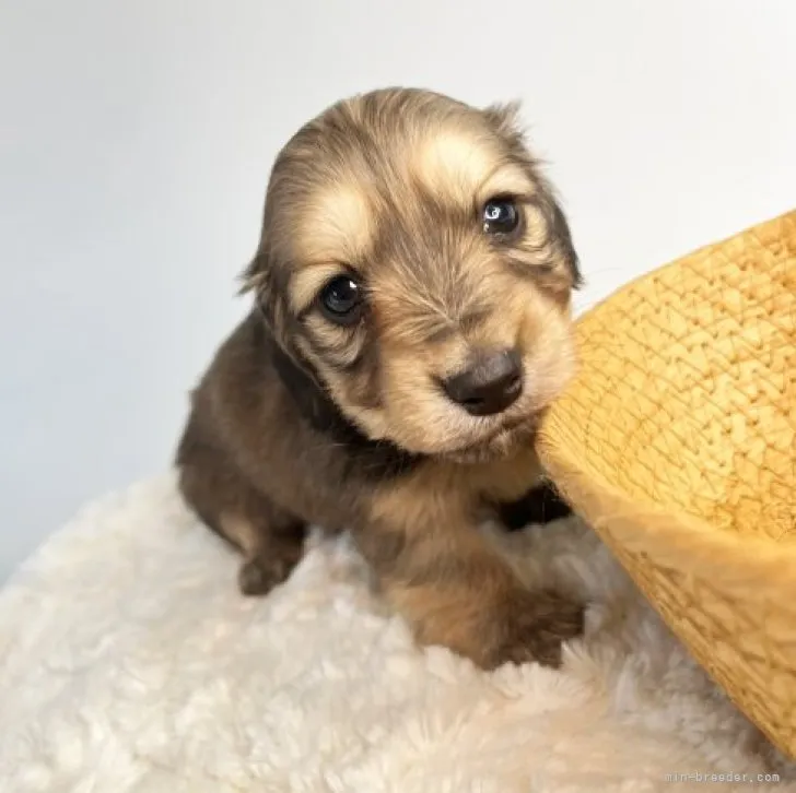 ID：2303-03034の子犬