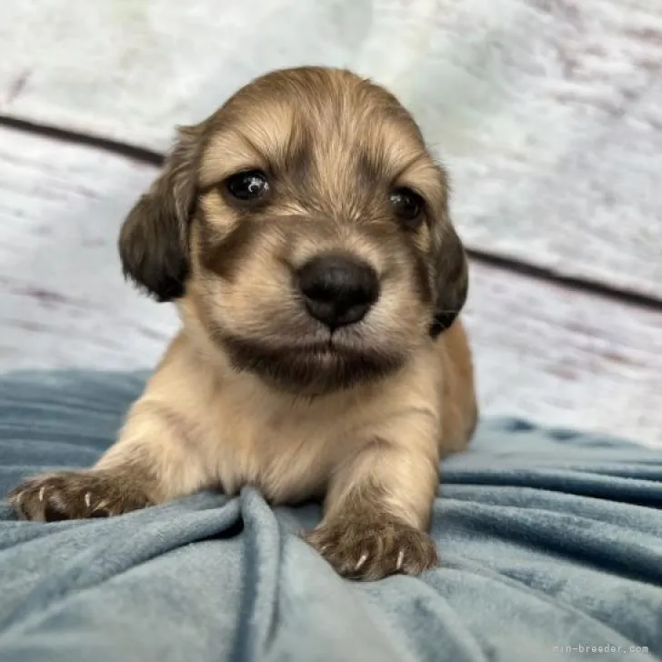 ID：2207-03242の子犬