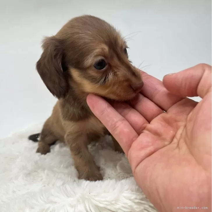 ID：2408-01131の子犬