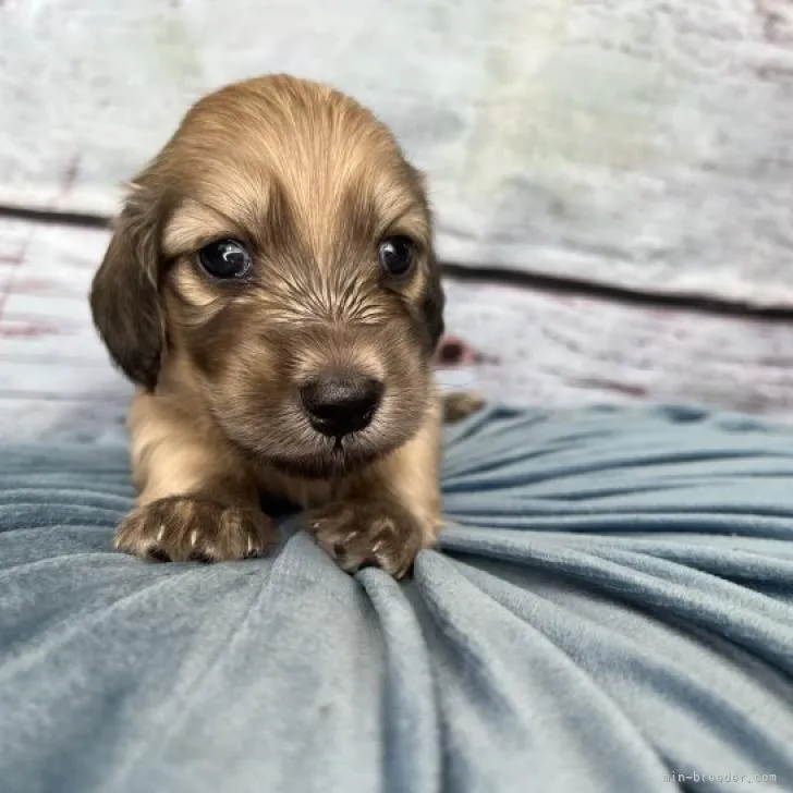ID：2207-03203の子犬