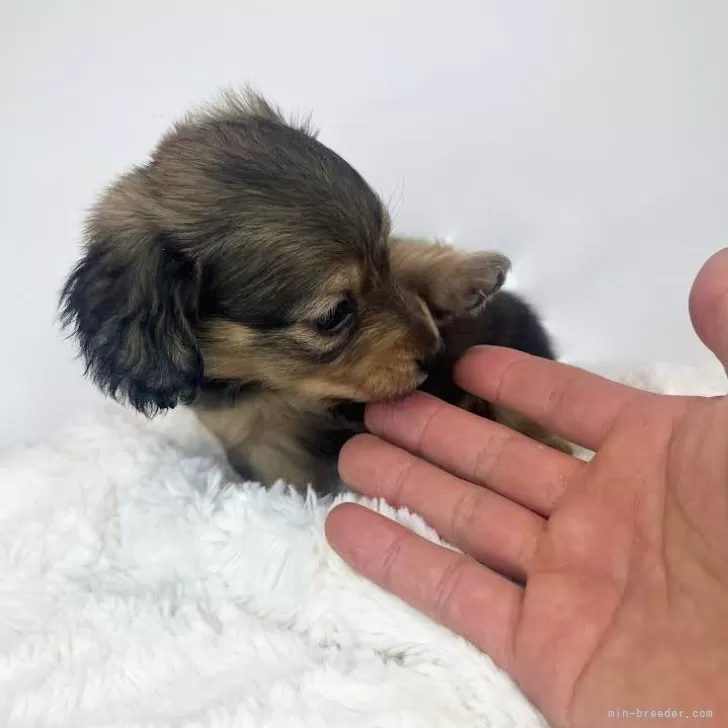 ID：2403-01403の子犬