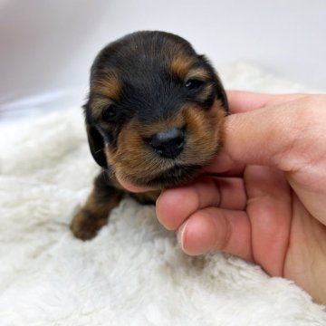 カニンヘンダックスフンド(ロング)【群馬県・男の子・2024年2月21日・シェーデッドレッド】の写真「成犬時は平均より小柄になると思います(ㅅ •͈ᴗ•」