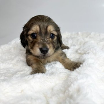 ミニチュアダックスフンド(ロング)【群馬県・女の子・2022年12月14日・クリーム】の写真「成犬時は平均より小柄になると思います(ㅅ •͈ᴗ•」