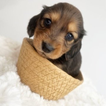 ミニチュアダックスフンド(ロング)【群馬県・男の子・2022年12月12日・チョコダップル】の写真「成犬時は平均より小柄になると思います(ㅅ •͈ᴗ•」