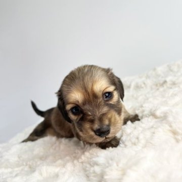 ミニチュアダックスフンド(ロング)【群馬県・女の子・2023年2月24日・シューテッドイエロー】の写真「6兄弟1タイニーな女の子♪」