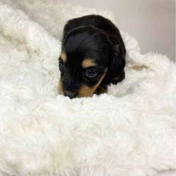 カニンヘンダックスフンド(ロング)【群馬県・男の子・2024年4月28日・ブラックイエロー】の写真「成犬時は平均より小柄になると思います(ㅅ •͈ᴗ•」