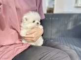 ポメマル(ポメラニアン×マルチーズ)【山梨県・女の子・2025年9月24日・クリーム】の写真10