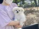 ミックス(ペキニーズ×ポメラニアン)【山梨県・女の子・2024年9月9日・クリーム】の写真11