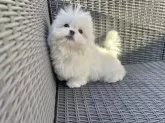 ミックス(ペキニーズ×マルチーズ)【山梨県・女の子・2025年10月22日・クリーム】の写真15