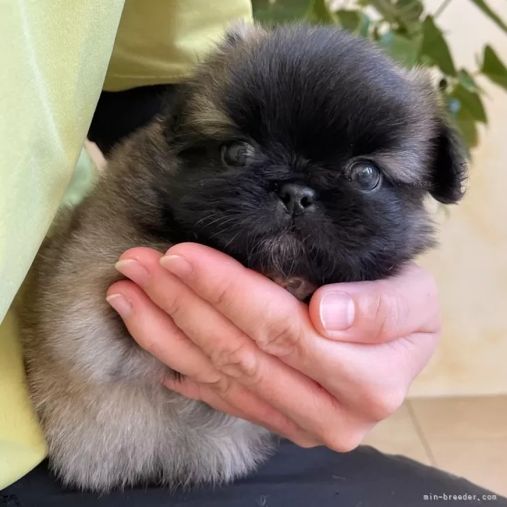 ID：2501-05578の子犬