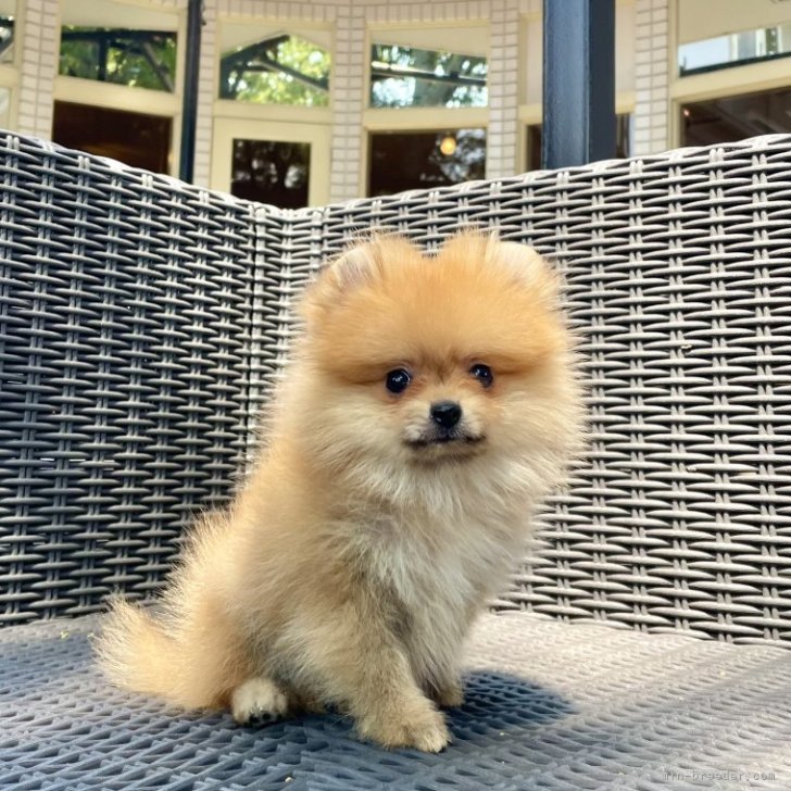 ブリーダー画像