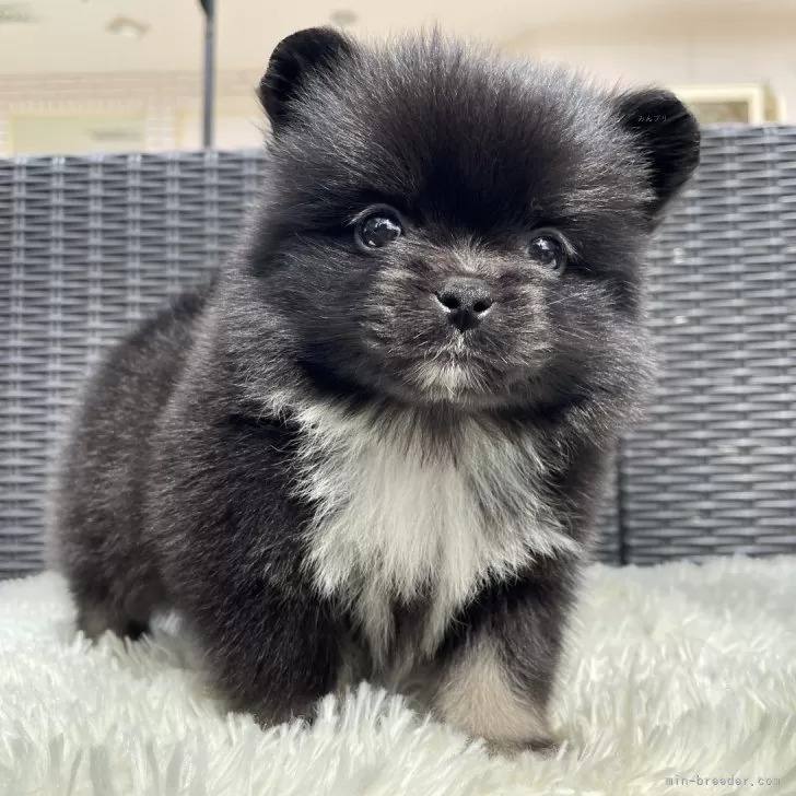 ID：2503-06749の子犬