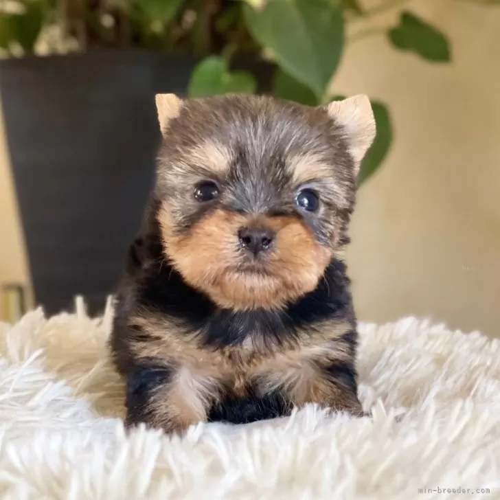 ID：2505-03232の子犬