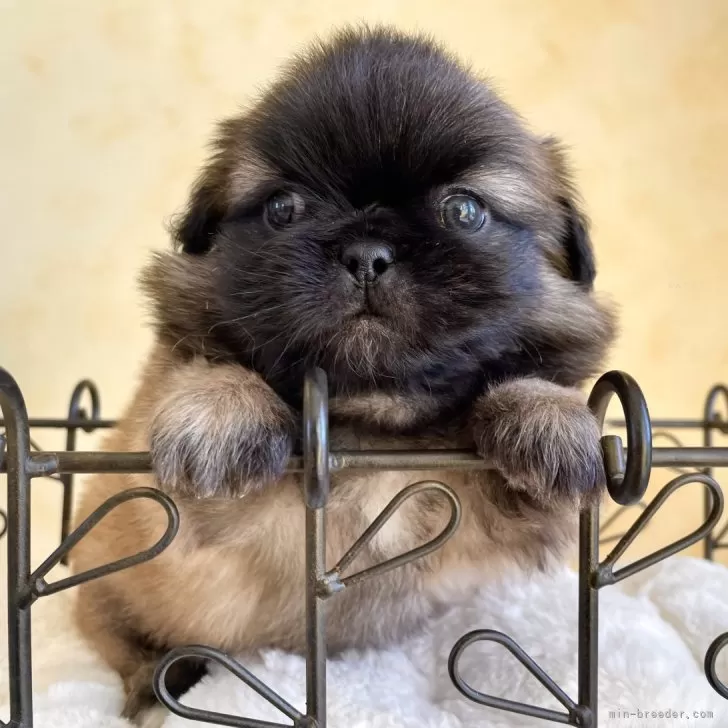 ID:2501-04840の子犬