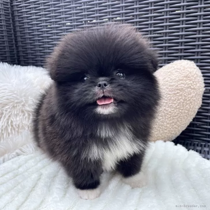ID:2506-04244の子犬