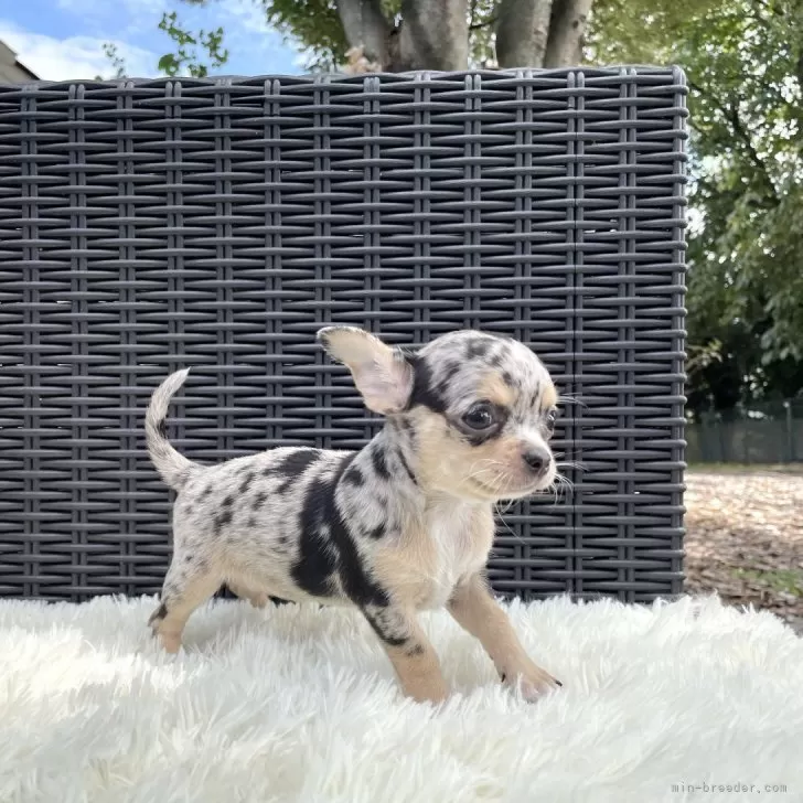 ID:2508-04812の子犬
