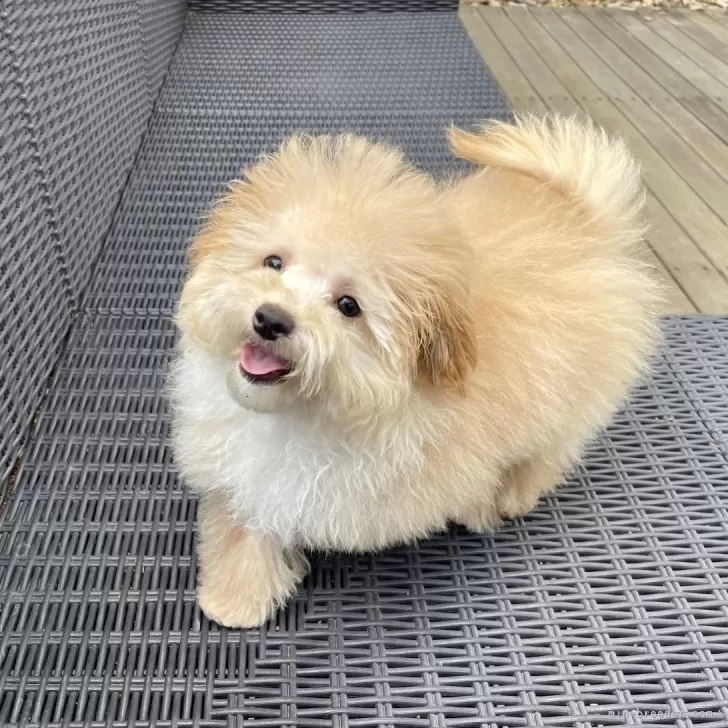 ID：2502-03386の子犬