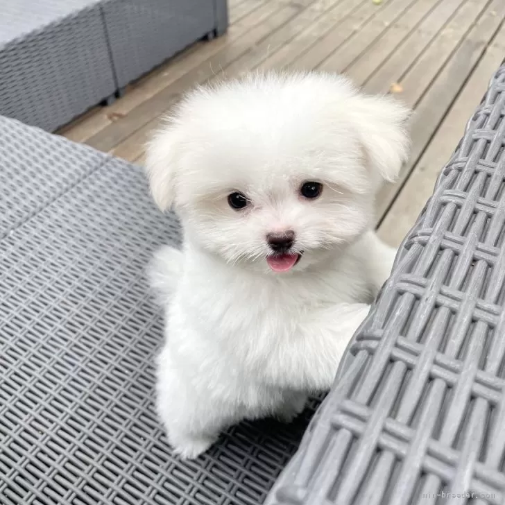 ID:2508-04078の子犬