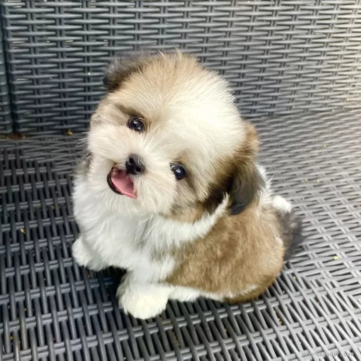 T.Y 様のお迎えした子犬