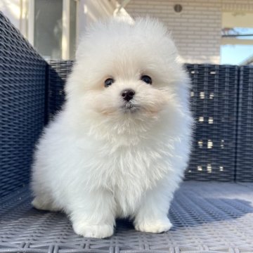 ポメマル(ポメラニアン×マルチーズ)【山梨県・男の子・2025年9月24日・クリーム】の写真「毛量たっぷりでフワフワです💖✨️」