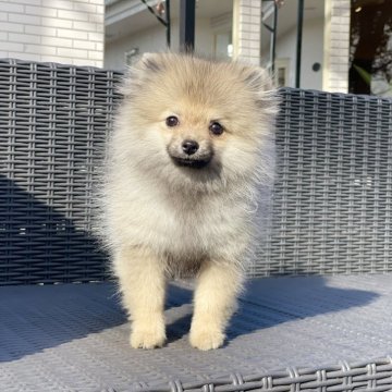 ポメラニアン【山梨県・女の子・2025年8月18日・ウルフセーブル】の写真「とても明るい性格です💕」