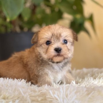 ミックス(ヨークシャーテリア×マルチーズ)【山梨県・女の子・2025年11月5日・茶】の写真「まん丸な瞳がとても可愛らしいです💕✨」