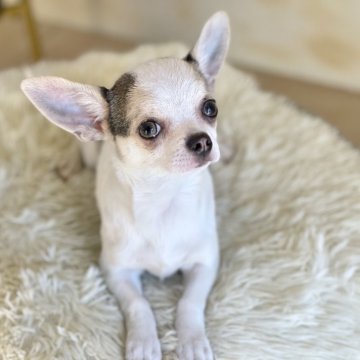 チワワ(スムース)【山梨県・女の子・2025年6月30日・ホワイトブルーマール】の写真「甘えん坊さんな性格がとっても愛くるしいです︎💓✨」