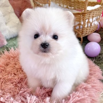 ポメマル(ポメラニアン×マルチーズ)【山梨県・女の子・2025年9月24日・クリーム】の写真「まん丸な瞳がとても可愛らしいです💖✨️」