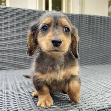 ミニチュアダックスフンド(ロング)【山梨県・男の子・2025年2月24日・シルバーダップル】の写真「レアカラーのキレイなシルバーダップルです☺️🌟」