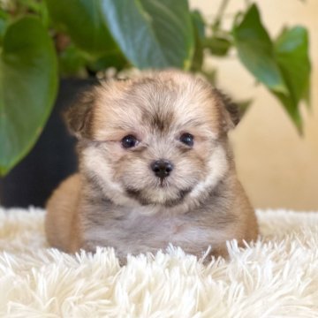 チワマル(チワワ×マルチーズ)【山梨県・男の子・2025年7月3日・白茶】の写真「おっとりした性格の男の子です💓」
