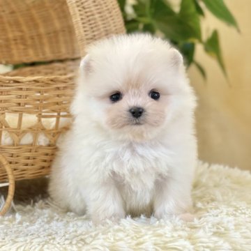 ポメマル(ポメラニアン×マルチーズ)【山梨県・女の子・2025年9月24日・クリーム】の写真「まん丸な瞳がとても可愛らしいです💖✨️」