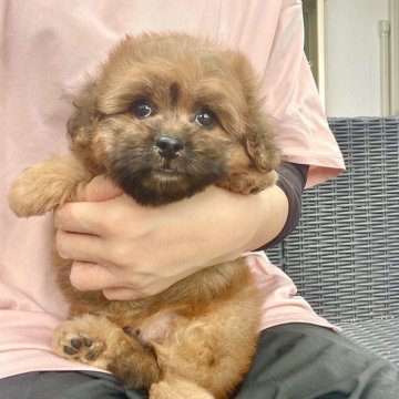 ペキプー(ペキニーズ×トイプードル)【山梨県・男の子・2025年6月21日・レッド】の写真「甘えん坊くんです︎💕︎✨️」