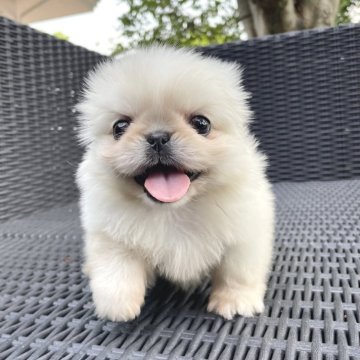ペキニーズ【山梨県・女の子・2025年4月5日・ホワイト】の写真「兄妹の中で一番のマイペースさんです︎︎︎︎︎💗✨」