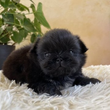 ペキニーズ【山梨県・女の子・2025年10月13日・ブラックホワイト】の写真「可愛い鼻ぺちゃの女の子です💓」