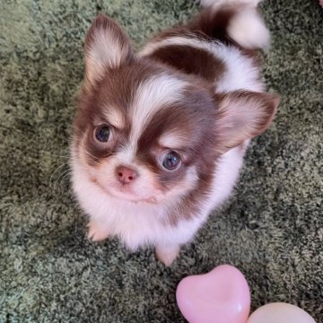 チワワ(ロング)【山梨県・女の子・2025年9月9日・ホワイトチョコレートタン】の写真「小柄な可愛い女の子です✨️530ｇです💖✨️」