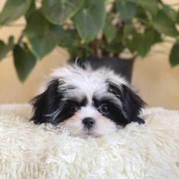 ミックス(マルチーズ×シーズー)【山梨県・女の子・2025年9月7日・白黒】の写真「人懐っこい性格です💓」