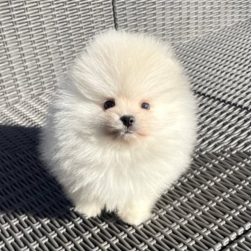 ポメラニアン【山梨県・男の子・2025年10月24日・クリーム】の写真「モフモフの可愛いポメラニアンです💖✨」