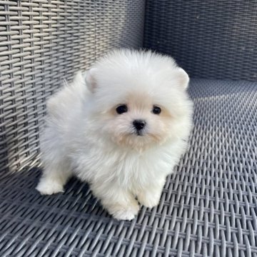 ポメマル(ポメラニアン×マルチーズ)【山梨県・女の子・2025年9月24日・クリーム】の写真「まん丸な瞳がとても可愛らしいです💖」