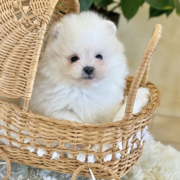ポメマル(ポメラニアン×マルチーズ)【山梨県・男の子・2025年9月24日・クリーム】の写真「毛量たっぷりでフワフワです💖✨️」