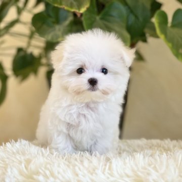 マルチーズ【山梨県・男の子・2025年7月15日・ホワイト】の写真「とっても小柄な可愛い男の子です💖」