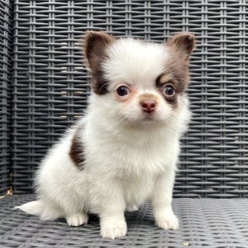 チワワ(ロング)【山梨県・女の子・2024年11月17日・ホワイトチョコレートタン】の写真「穏やかな性格の女の子です😊」