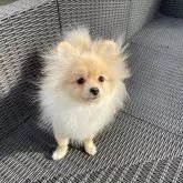 ポメラニアン